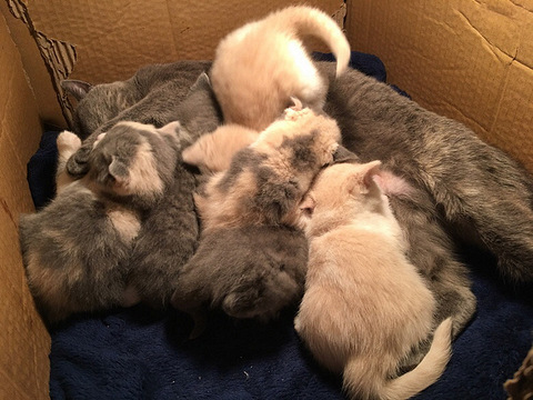 精品英短猫一窝