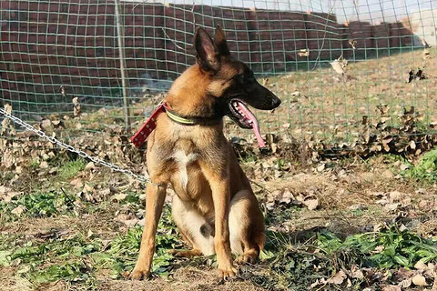 六个月马犬出