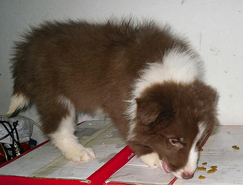 咖啡色边牧幼犬出售,种公借配