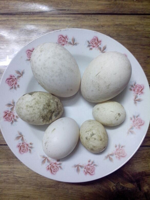 好大旳鹅蛋与好小的鸭蛋&hellip