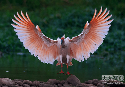 美呆!半个世纪前消失了的神鸟竟重返四川