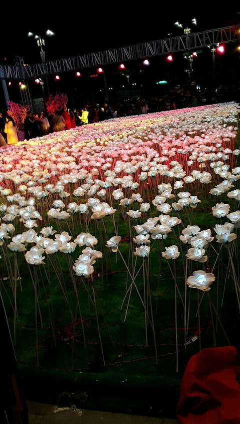 情人节花的海洋