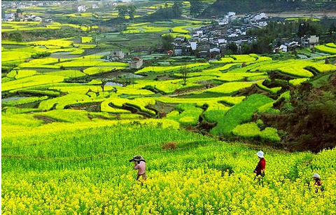 婺源江嶺景區油菜花圖片