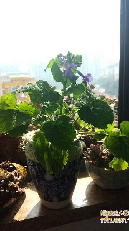 春之奇迹二月兰