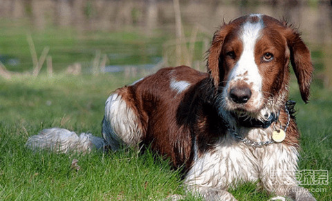 盘点世界十大中型犬排名 最值得养的中型犬