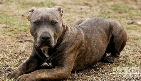 盘点世界十大禁养凶犬 这狗一个能打你十个