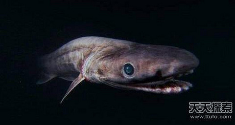 皱鳃鲨:3亿年前停止了进化
