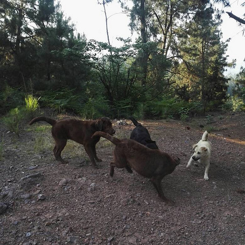 奔跑吧兄弟之拉布拉多第七季