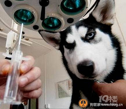 狗狗最高发的10大癌症!