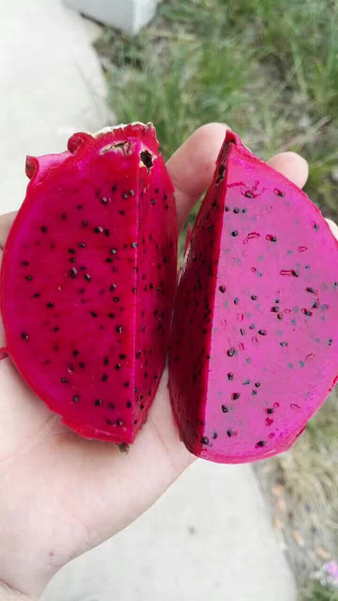 海南金都一号红心火龙果 树上熟 0添加