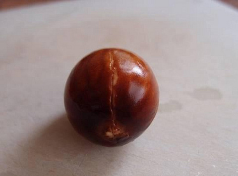 分享|吃完牛油果果核不要扔,它居然可以长果