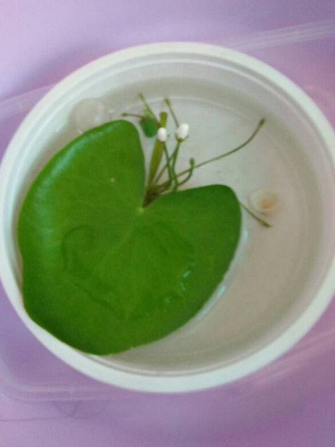 一叶莲_19楼手机版