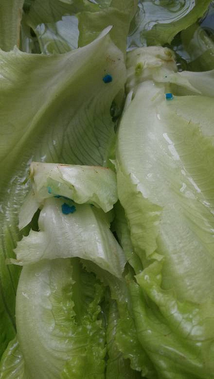 生菜里这蓝色的是啥东西?会有毒吗[ej=