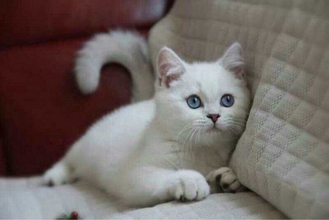 自家养的英短免费送。要求押金300,疫苗后返还