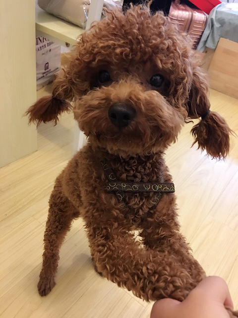 小型泰迪哥哥找女朋友,送一只狗可以拉