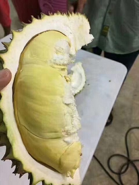 泰国南部反季节树上熟榴莲