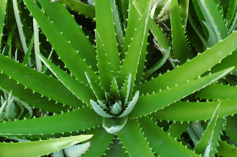 脸上的斑点怎么样可以淡化?美白淡斑用什么方