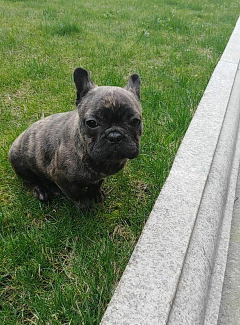 奶油血虎斑法牛母