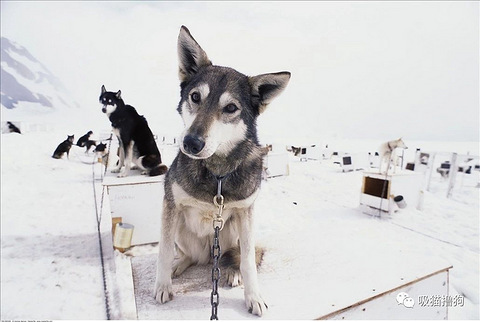 学校流浪狗被城管带走,被收容所处死!面对网友