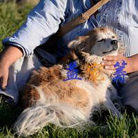 益宠筹:法阿姨走投无路 急需帮助 爱心接力