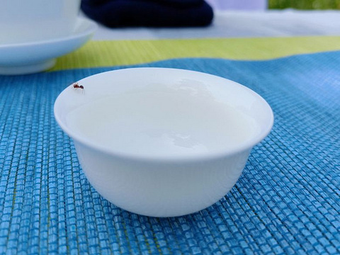 总将少女拟绿茶,古典小姐姐与绿茶的美照