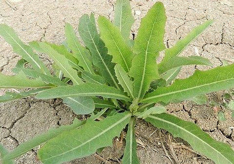 【九张图】野菜