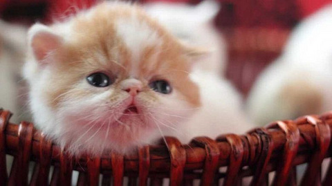 自己家的加菲异短猫超级漂亮,忍痛出售 自