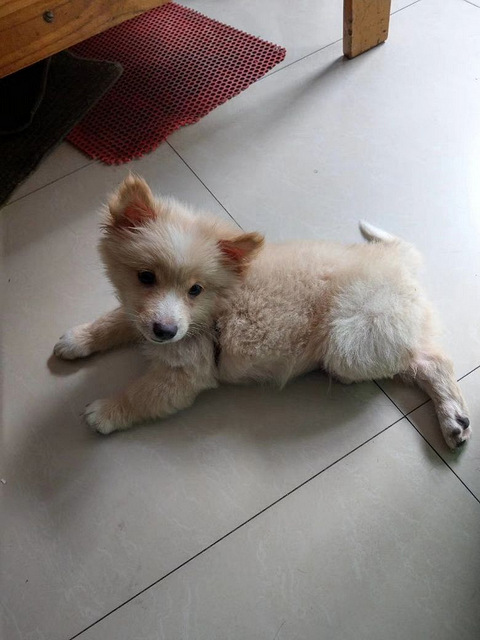 上海城狗狗求领养