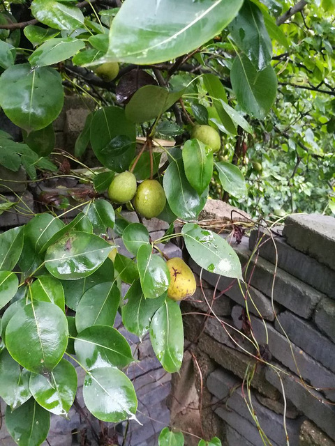 山上的野梨树,接的梨很小,味道也不好。