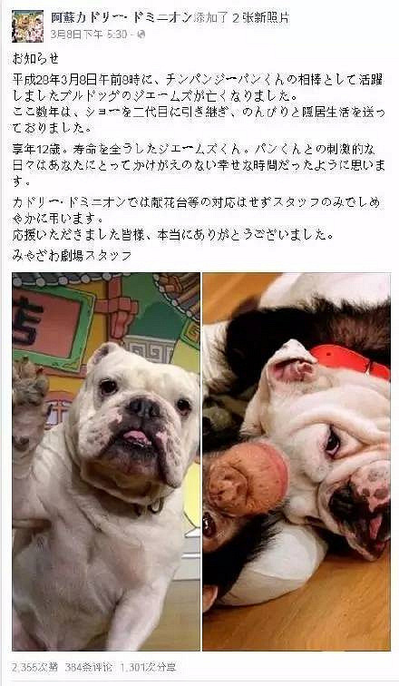 斗牛犬詹姆斯和猩猩小庞 万物有灵 有些友谊超乎想象 撸狗 杭州19楼手机版