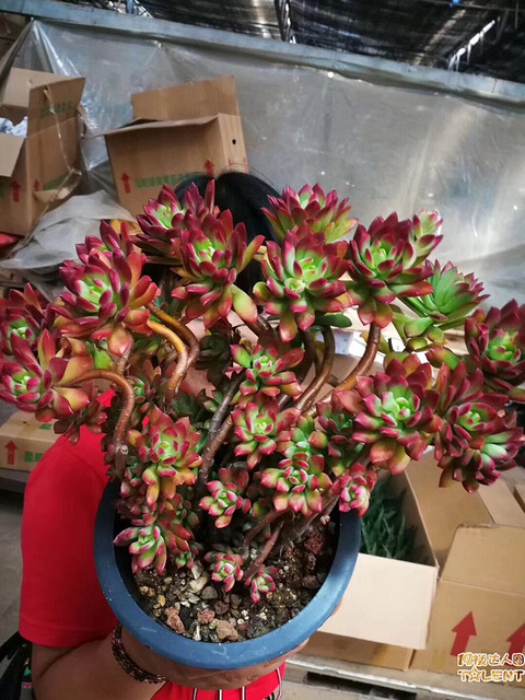 现在多肉可以晒太阳了吗?