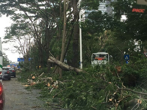 【九张图】9.16山竹的破坏力