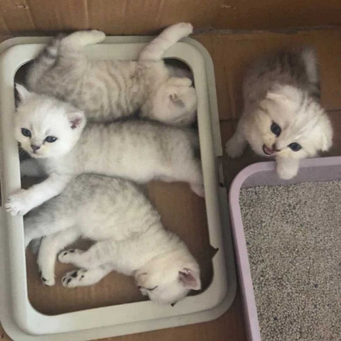 英短 银渐层 小猫出售 自家繁殖 刚二个
