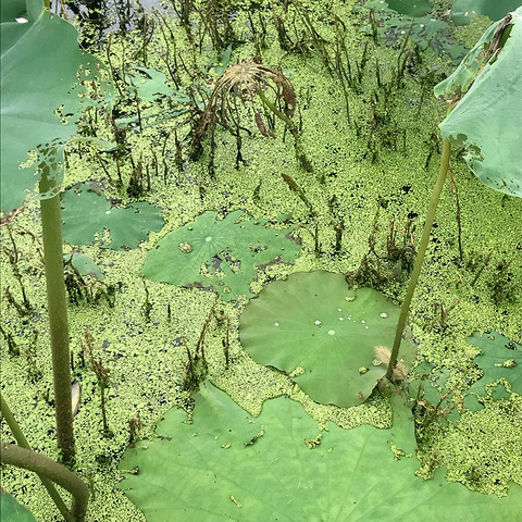 花开堪折直须折,莫待无花空折枝