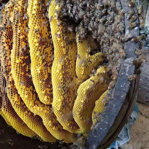 正宗高山野蜂蜜出售