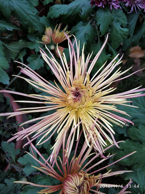 兰有秀兮菊有芳,怀佳人兮不能忘。