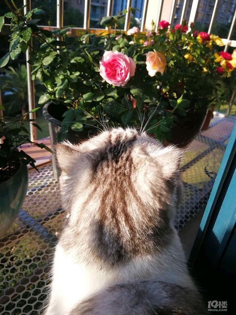 猫 花 阳光 吸猫 杭州19楼手机版