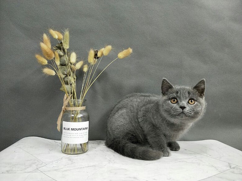 纯种英短蓝猫宝宝找主人,不要错过