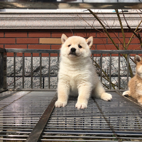 可爱的赤色柴犬 白色柴犬 很胖 很萌 实 宠物送养区 杭州19楼手机版