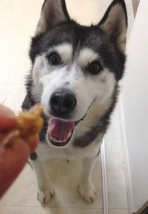 这只二哈见了吃的居然两副面孔,原来它最爱吃的是