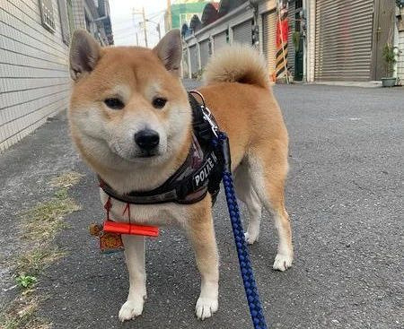 庙里发现一狗子淡定跪拜,网友:有信仰的狗就是不一样