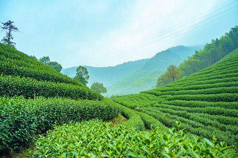 他50岁辞职去富阳开荒种茶,种的龙井竟获"食品界奥斯卡"-旅游先遣队