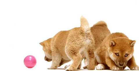 《心动奇迹》 感人泪下的动物温情片 根据真事