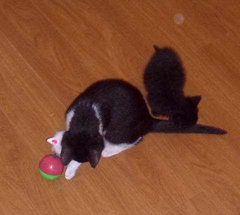 一只成年猫一个月大概吃多少猫粮?