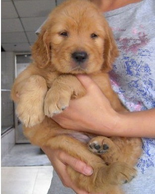 金毛取什么名字猛一点