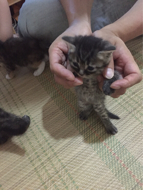 猫咪快2个月了,是英短和土猫宝宝,会吃食