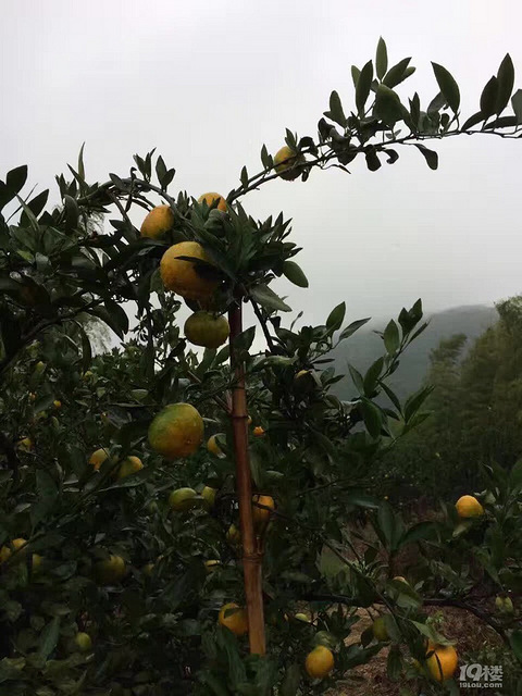 南北湖柑橘成熟啦 讲空头 嘉兴19楼手机版