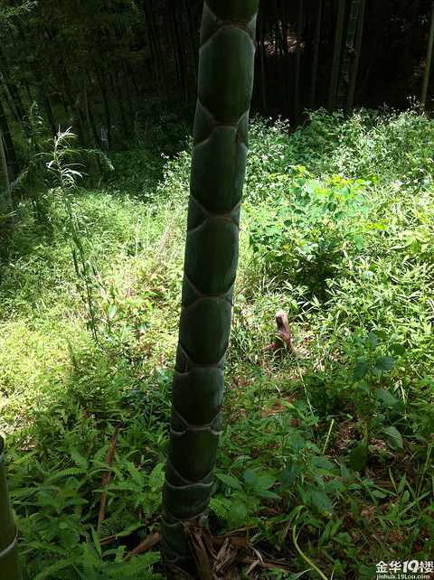 我家竹林里长出来一颗罕见的竹子,不知能卖多