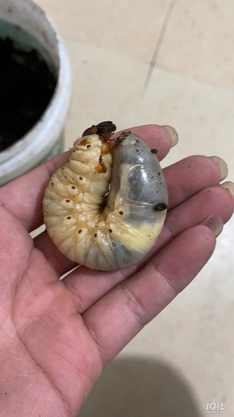 出手独角仙幼虫 二手闲置 临安19楼手机版 出手独角仙幼虫 二手闲置 临安19楼手机版