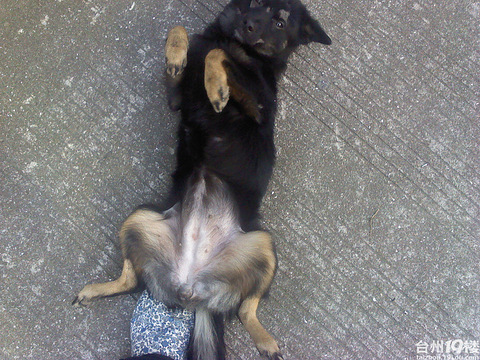 黑色母土狗配白色公贵宾 年后产仔 要的和我联系